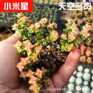 1元| 天空多肉植物41-80号自选新手带根桌面绿植盆栽组合DIY花卉