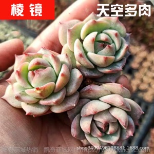 1元| 天空多肉植物41-80号自选新手带根桌面绿植盆栽组合DIY花卉