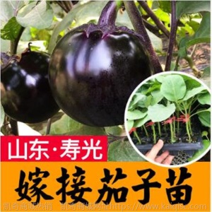 抢鲜黑长茄苗四季嫁接紫茄子春季阳台菜苗盆栽种植特色蔬菜苗幼苗