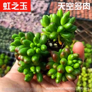 1元| 天空多肉植物41-80号自选新手带根桌面绿植盆栽组合DIY花卉