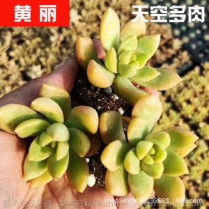 1元| 天空多肉植物41-80号自选新手带根桌面绿植盆栽组合DIY花卉