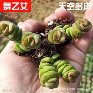 1元| 天空多肉植物41-80号自选新手带根桌面绿植盆栽组合DIY花卉