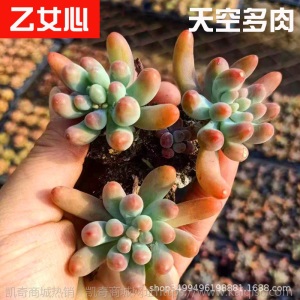 1元| 天空多肉植物41-80号自选新手带根桌面绿植盆栽组合DIY花卉