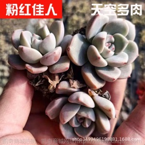 1元| 天空多肉植物41-80号自选新手带根桌面绿植盆栽组合DIY花卉