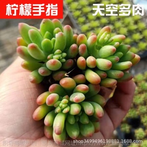 1元| 天空多肉植物41-80号自选新手带根桌面绿植盆栽组合DIY花卉