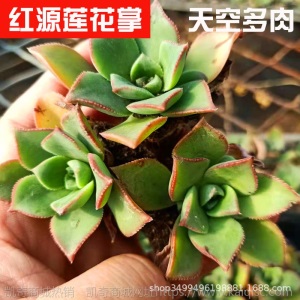 1元| 天空多肉植物41-80号自选新手带根桌面绿植盆栽组合DIY花卉