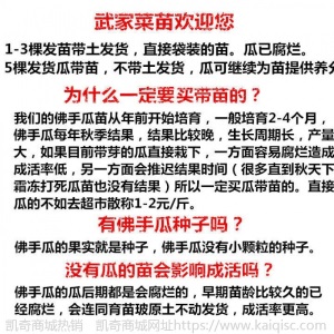 佛手瓜种瓜种苗种子/籽新鲜瓜种瓜苗攀爬树春季四季盆栽蔬菜苗孑