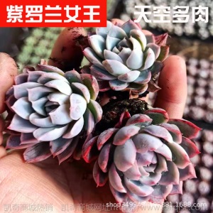 1元| 天空多肉植物41-80号自选新手带根桌面绿植盆栽组合DIY花卉