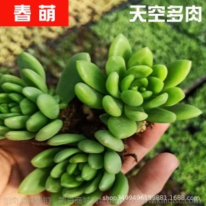 1元| 天空多肉植物41-80号自选新手带根桌面绿植盆栽组合DIY花卉