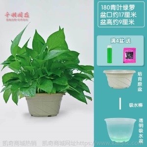 180绿萝盆栽植物花卉绿植室内客厅吸甲醛净化空气大绿箩基地批发