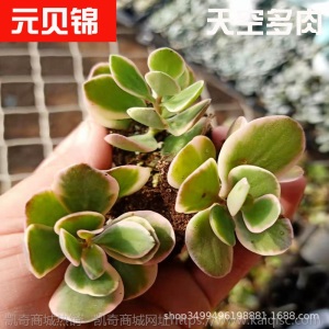 1元| 天空多肉植物41-80号自选新手带根桌面绿植盆栽组合DIY花卉