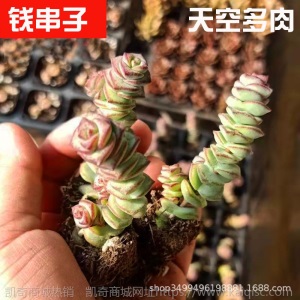 1元| 天空多肉植物41-80号自选新手带根桌面绿植盆栽组合DIY花卉