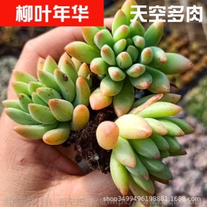 1元| 天空多肉植物41-80号自选新手带根桌面绿植盆栽组合DIY花卉