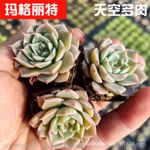 1元| 天空多肉植物41-80号自选新手带根桌面绿植盆栽组合DIY花卉