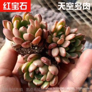 1元| 天空多肉植物41-80号自选新手带根桌面绿植盆栽组合DIY花卉