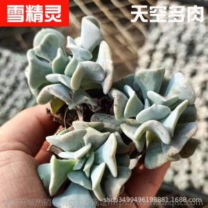 1元| 天空多肉植物41-80号自选新手带根桌面绿植盆栽组合DIY花卉