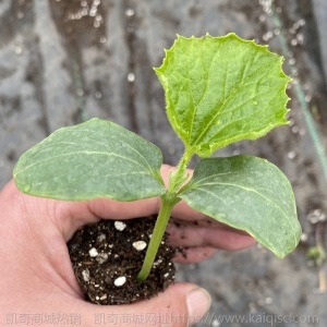 辣椒苗大朝天辣椒种子五彩薄皮盆栽蔬菜苗小米辣椒秧孑四季种籽