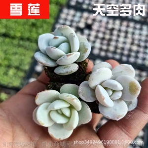 1元| 天空多肉植物41-80号自选新手带根桌面绿植盆栽组合DIY花卉