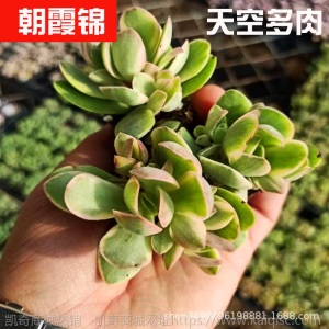 1元| 天空多肉植物41-80号自选新手带根桌面绿植盆栽组合DIY花卉