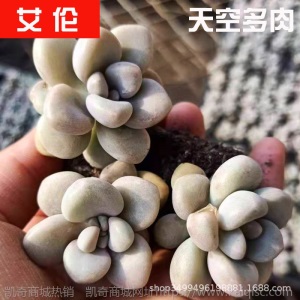 1元| 天空多肉植物41-80号自选新手带根桌面绿植盆栽组合DIY花卉