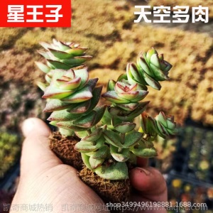 1元| 天空多肉植物41-80号自选新手带根桌面绿植盆栽组合DIY花卉