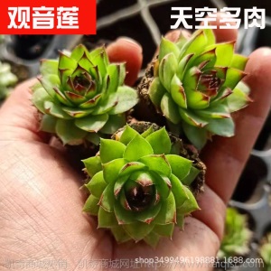 1元| 天空多肉植物41-80号自选新手带根桌面绿植盆栽组合DIY花卉