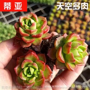 1元| 天空多肉植物41-80号自选新手带根桌面绿植盆栽组合DIY花卉