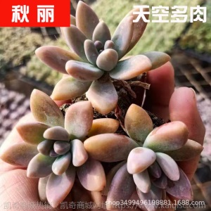 1元| 天空多肉植物41-80号自选新手带根桌面绿植盆栽组合DIY花卉