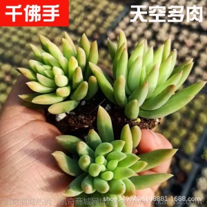 1元| 天空多肉植物41-80号自选新手带根桌面绿植盆栽组合DIY花卉