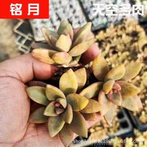 1元| 天空多肉植物41-80号自选新手带根桌面绿植盆栽组合DIY花卉