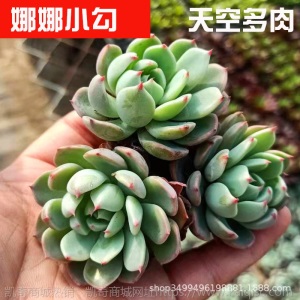 1元| 天空多肉植物41-80号自选新手带根桌面绿植盆栽组合DIY花卉