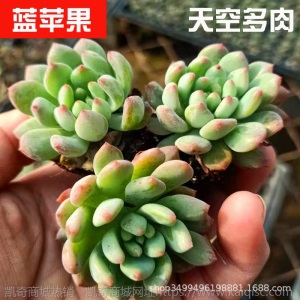 1元| 天空多肉植物41-80号自选新手带根桌面绿植盆栽组合DIY花卉