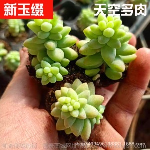 1元| 天空多肉植物41-80号自选新手带根桌面绿植盆栽组合DIY花卉