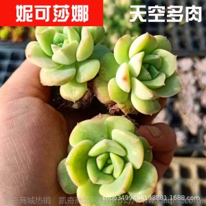 1元| 天空多肉植物41-80号自选新手带根桌面绿植盆栽组合DIY花卉