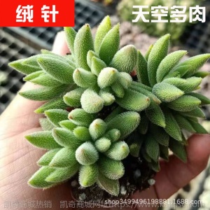 1元| 天空多肉植物41-80号自选新手带根桌面绿植盆栽组合DIY花卉