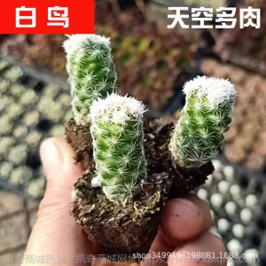 1元| 天空多肉植物41-80号自选新手带根桌面绿植盆栽组合DIY花卉