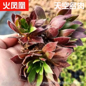 1元| 天空多肉植物41-80号自选新手带根桌面绿植盆栽组合DIY花卉