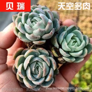 1元| 天空多肉植物41-80号自选新手带根桌面绿植盆栽组合DIY花卉